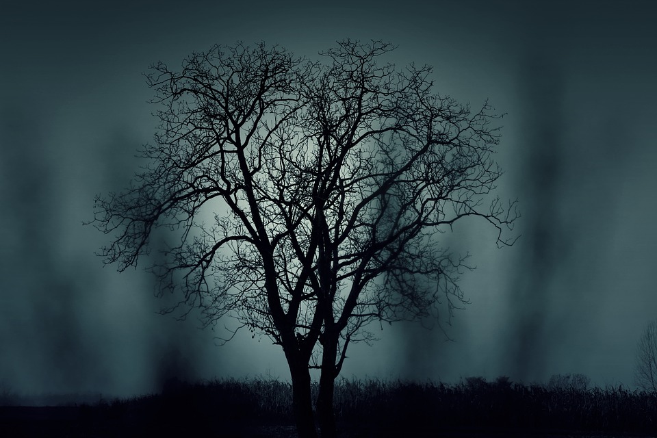 tree 407256 960 720